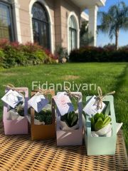 80 Adet Çantalı Hediyelik Sukulent Paketi