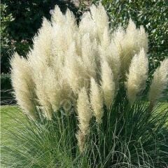 Pampas Otu Fidesi Cortaderia Selloana Saz Püskülü, 40-60 cm, 2 lt. Saksılı