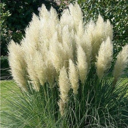 Pampas Otu Fidesi Cortaderia Selloana Saz Püskülü, 80-100 cm, 7 lt. Saksılı