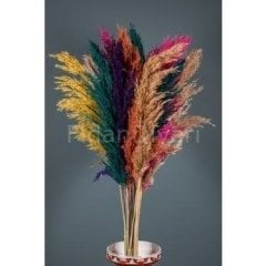 Pampas Otu Fidesi Cortaderia Selloana Saz Püskülü, 80-100 cm, 7 lt. Saksılı