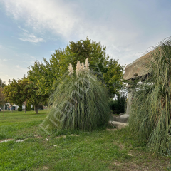 Pampas Otu Fidesi Cortaderia Selloana Saz Püskülü, 80-100 cm, 7 lt. Saksılı