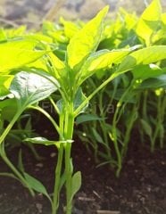 Acı Frenk Biber Fidesi 50 adet