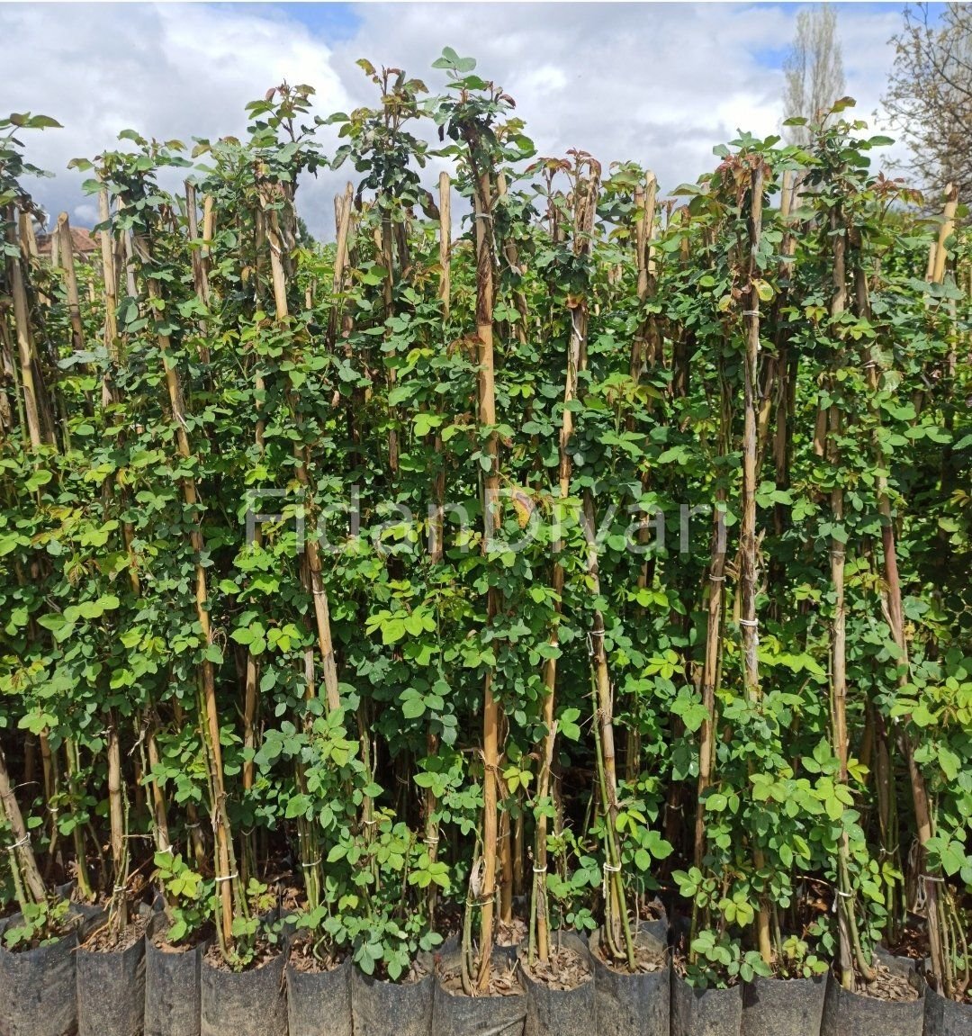 Sarmaşık Gül Fidanı 100-150cm, Tüplü/Saksılı