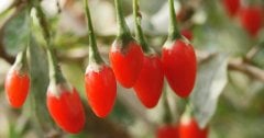 Gojiberry Kurt Üzümü Fidanı Tüplü/Saksılı