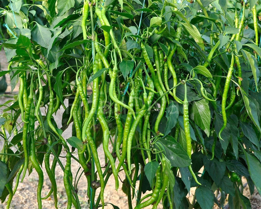 Kıl Acı Biber Fidesi 50 adet