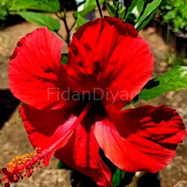 Kırmızı Japon Gülü Hibiscus Rosa Sinensis 40-50 cm,Saksılı