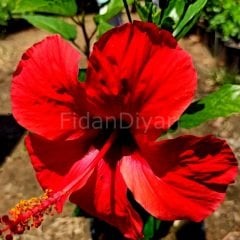 Kırmızı Japon Gülü Hibiscus Rosa Sinensis 40-50 cm,Saksılı