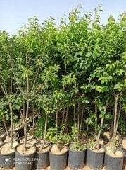 Yarı bodur Dumanlı Papaz Erik Fidanı 80-120 cm, 3 Yaş, Tüplü/Saksılı