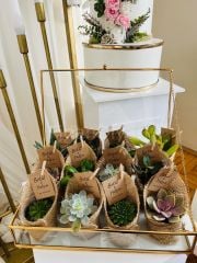 80 Adet Jüt Hediyelik Sukulent Paketi