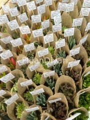 100 Adet Jüt Hediyelik Sukulent Paketi