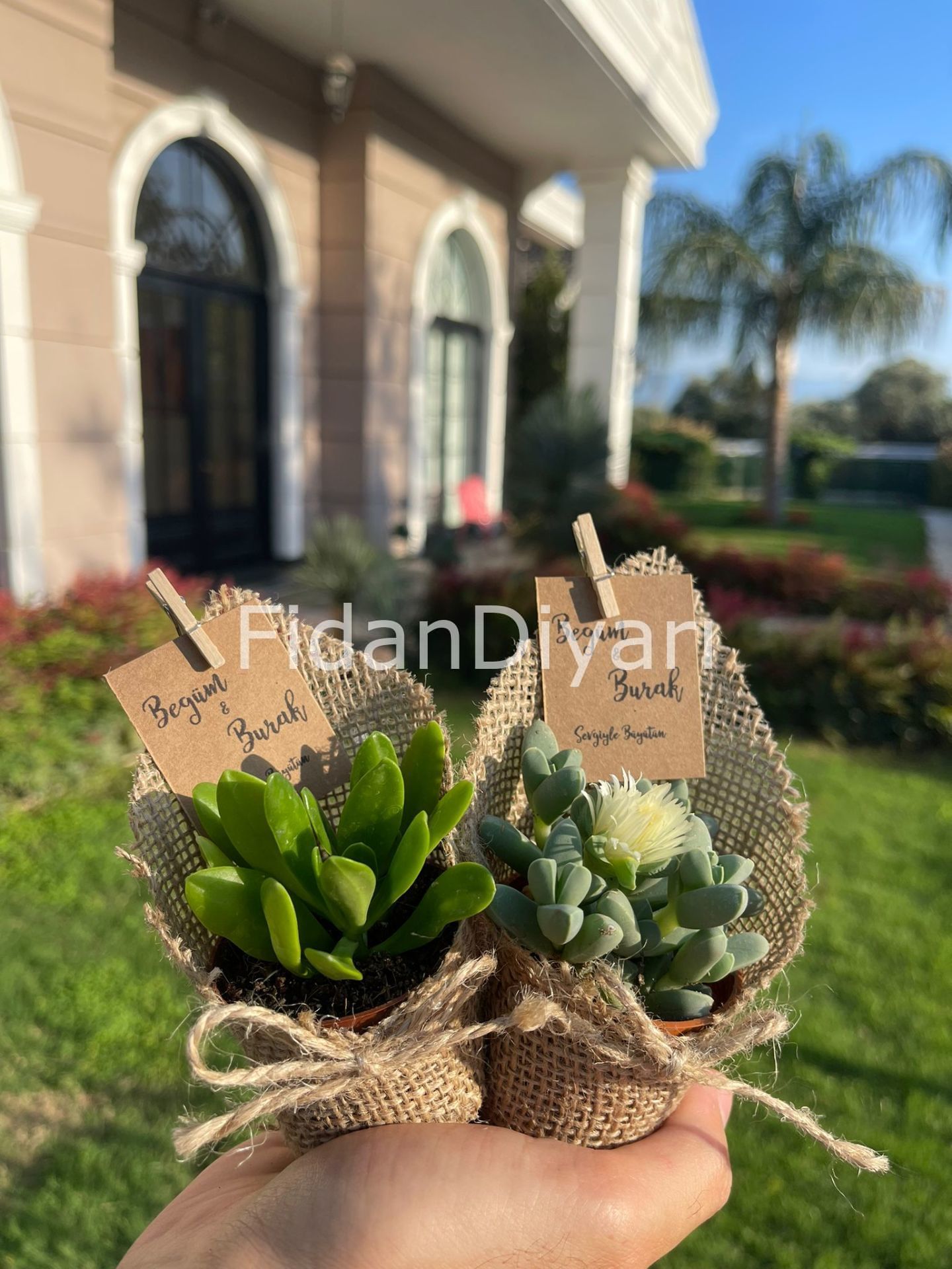 100 Adet Jüt Hediyelik Sukulent Paketi