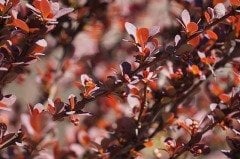 10 adet Berberis thunbergii Hanım tuzluğu fidanı,Tüplü