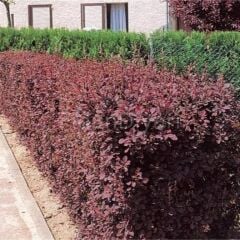 10 adet Berberis thunbergii Hanım tuzluğu fidanı,Tüplü