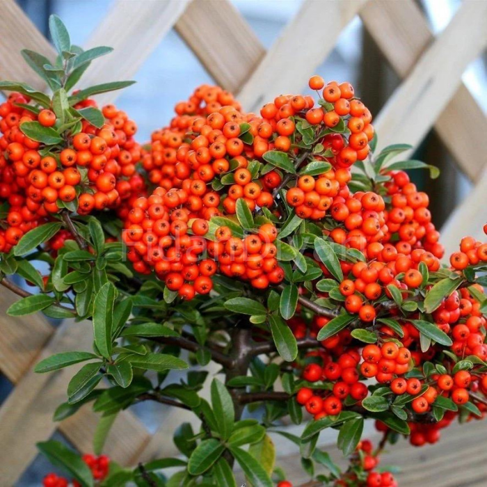 10 adet Coccinea nana Ateş Dikeni Fidanı, Tüplü/Saksılı