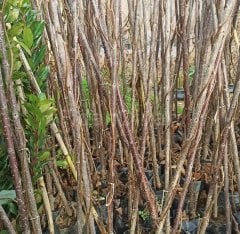 2 Adet Hayward Kivi Fidanı (Dişi ve Erkek), 150-180 cm, 3 Yaş Tüplü/Saksılı