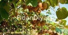 2 Adet Hayward Kivi Fidanı (Dişi ve Erkek), 20-40 cm, Tüplü/Saksılı