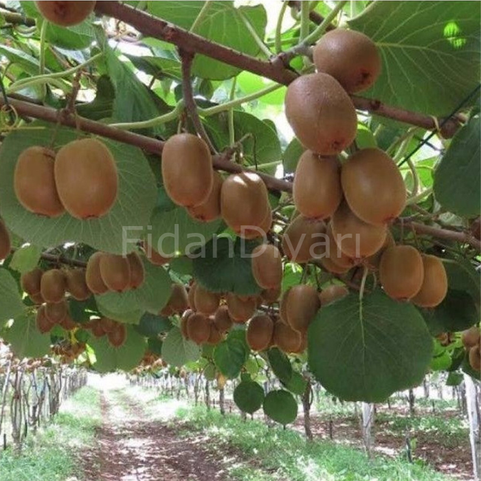 2 Adet Hayward Kivi Fidanı (Dişi ve Erkek), 150-180 cm, 3 Yaş Tüplü/Saksılı