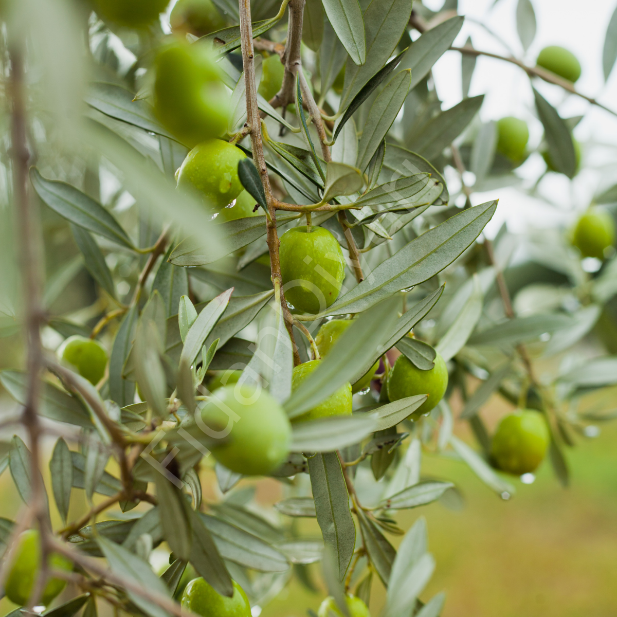 3 Adet Tüplü Gemlik Zeytin Fidanı 80-100 cm Tüplü/Saksılı