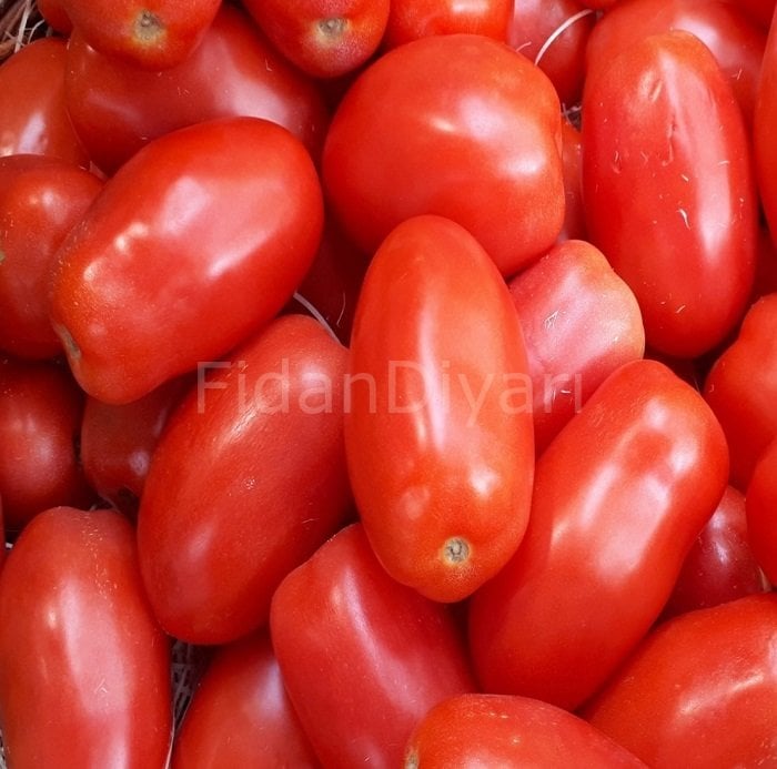 Salçalık Sivri Domates Fidesi 50 adet