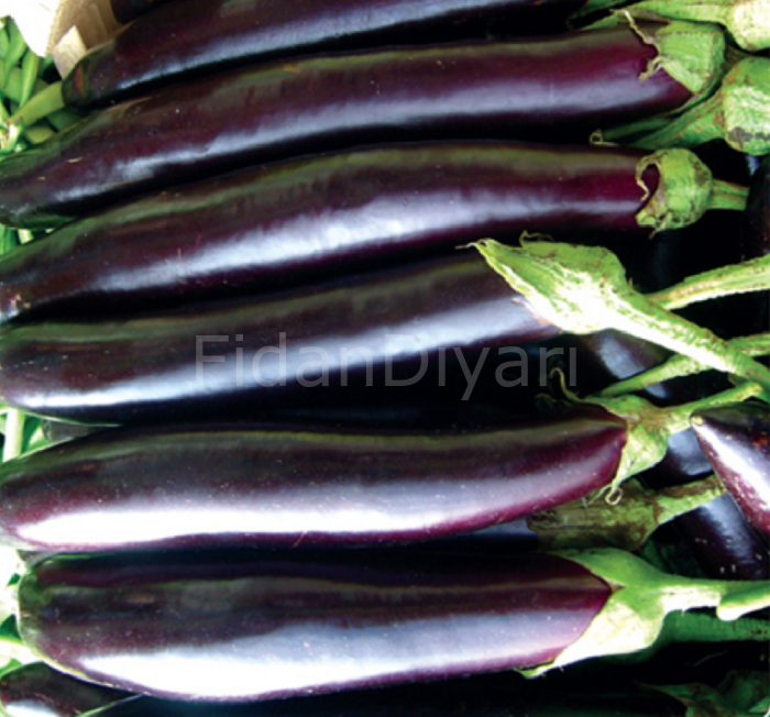 Aydın Siyahı Patlıcan Fidesi 50 adet