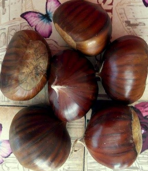 Açık köklü Aşılı Kestane Fidanı,3 yaş