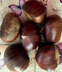 Açık köklü Aşılı Kestane Fidanı,3 yaş