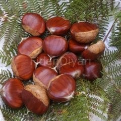 Açık köklü Aşılı Sarı Şekerci Kestane Fidanı