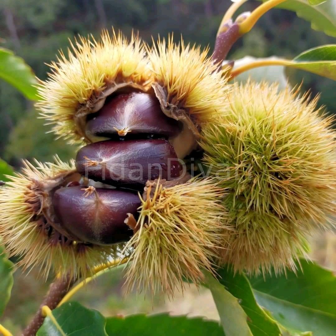 Açık köklü Aşılı Siyah Şekerci Kestane Fidanı