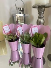 30 Adet Külahlı Hediyelik Sukulent Paketi