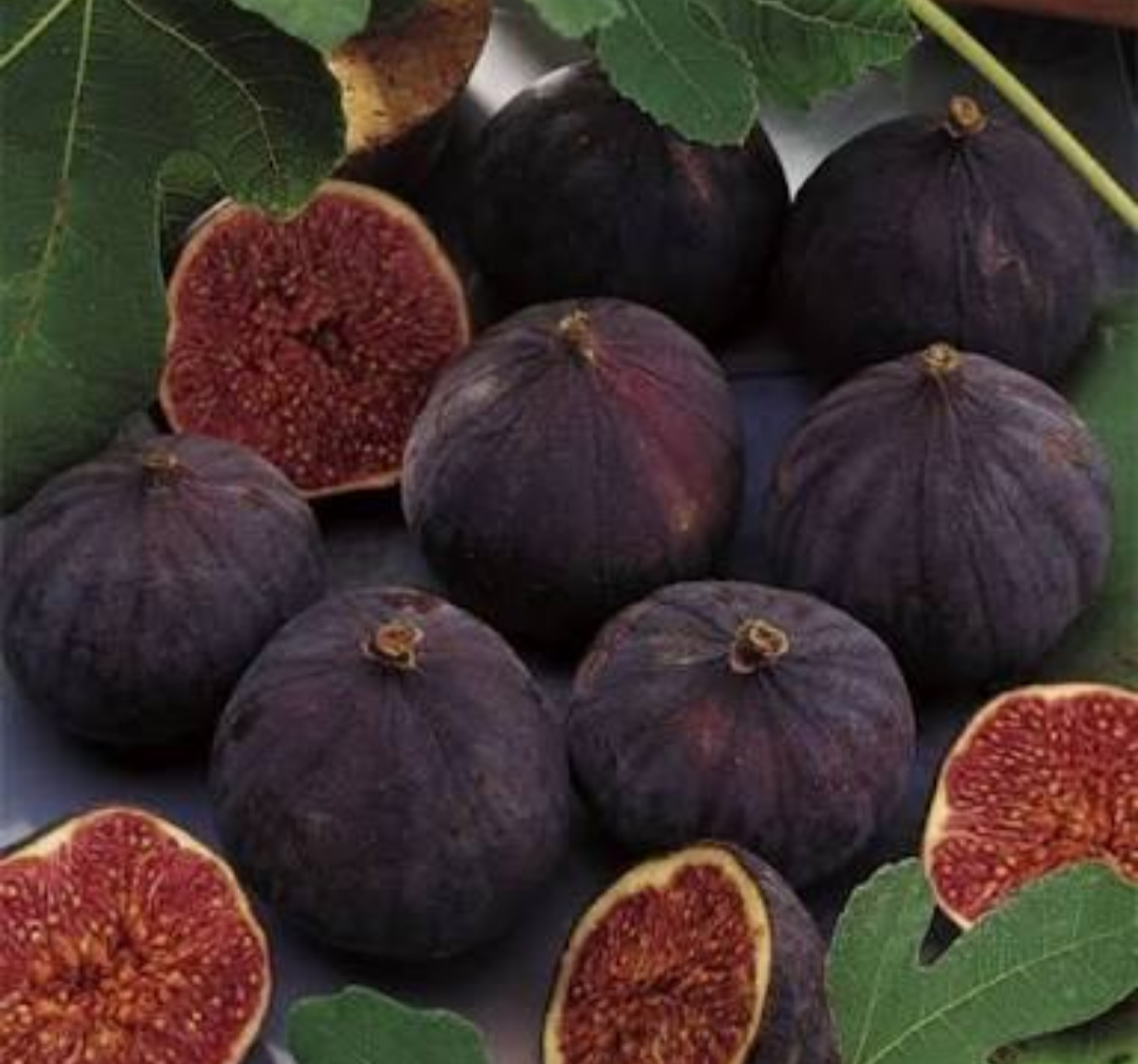 Açık köklü Bursa Siyahı İncir Fidanı