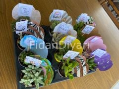 80 Adet Külahlı Hediyelik Sukulent Paketi