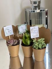 80 Adet Külahlı Hediyelik Sukulent Paketi