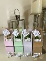 100 Adet Çantalı Hediyelik Sukulent Paketi