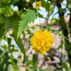 Kerria japonica Sarı Kanarya Gülü 60-100 cm