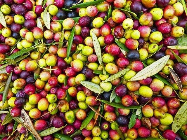 Arbequina (Bodur) Zeytin Fidanı, Saksılı 3 yaş