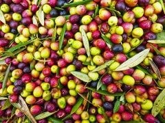 Arbequina (Bodur) Zeytin Fidanı, Saksılı 3 yaş