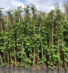 Kokulu Isparta Sarmaşık Gül Fidanı 100-150cm, Tüplü/Saksılı