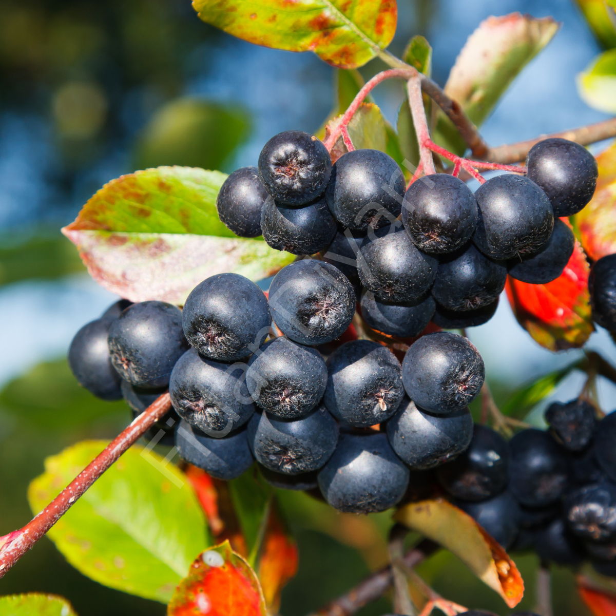 Aronia Viking Rus Yaban Mersin, 60-80 cm  Tüplü/Saksılı