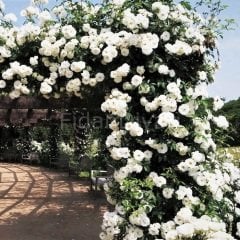 Beyaz Sarmaşık Gül Fidanı 80-100 cm, Tüplü/Saksılı
