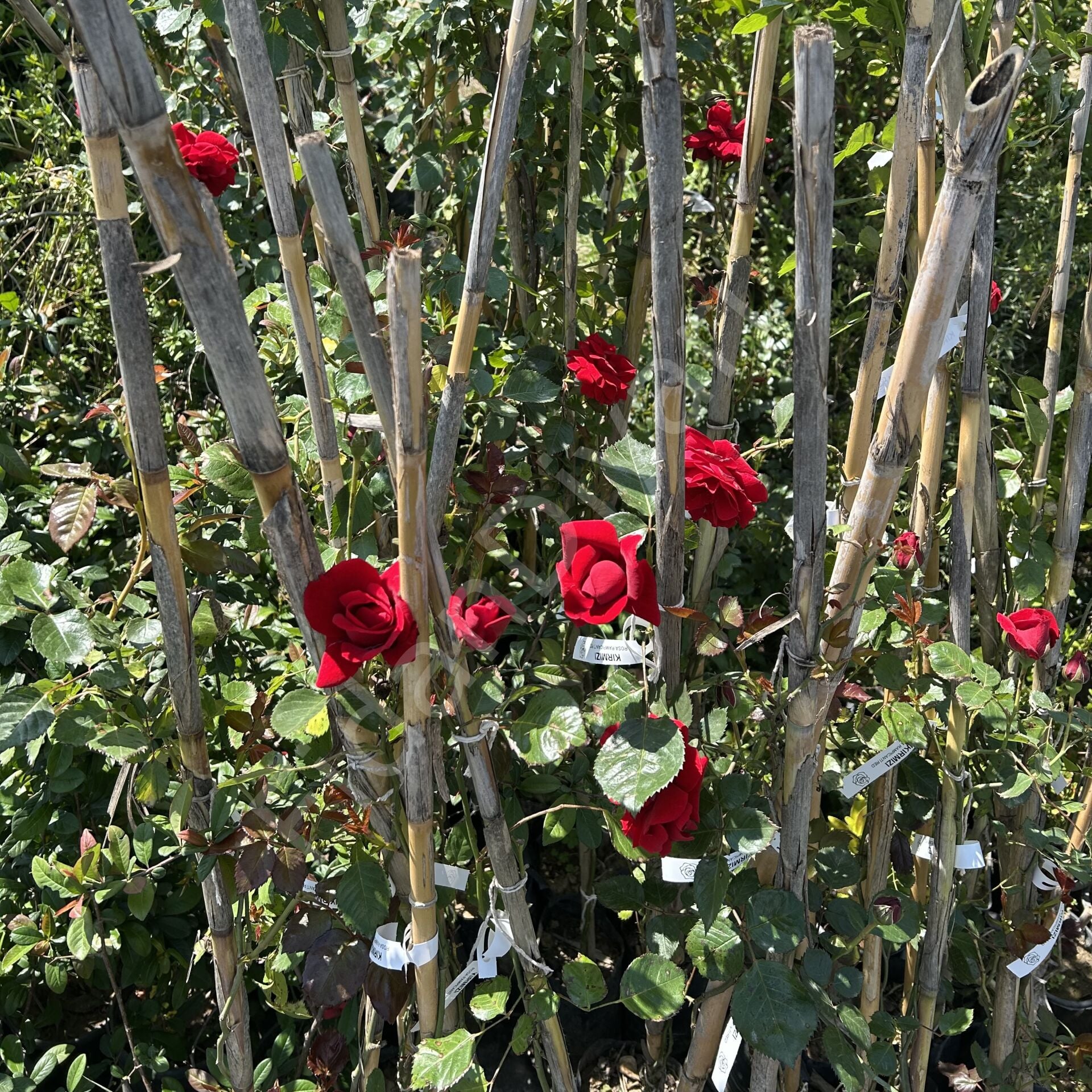 Kırmızı Sarmaşık Gül Fidanı 100-150cm,Tüplü/Saksılı