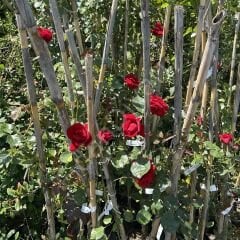 Kırmızı Sarmaşık Gül Fidanı 100-150cm,Tüplü/Saksılı