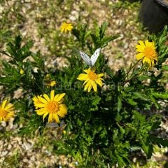 Sarı Papatya Euryops Pektinatus