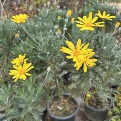 Sarı Papatya Euryops Pektinatus
