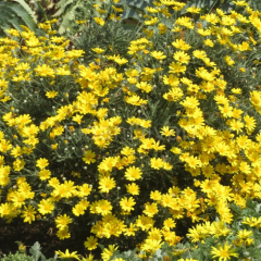 Sarı Papatya Euryops Pektinatus