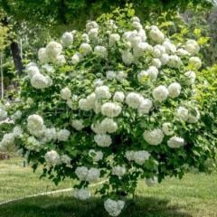 Çınar Yapraklı Kartopu Fidanı, Tüplü/Saksılı