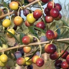 Arbequina (Bodur) Zeytin Fidanı  30-40cm, Saksılı