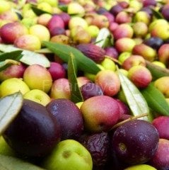 Arbequina (Bodur) Zeytin Fidanı  40-50cm, Saksılı