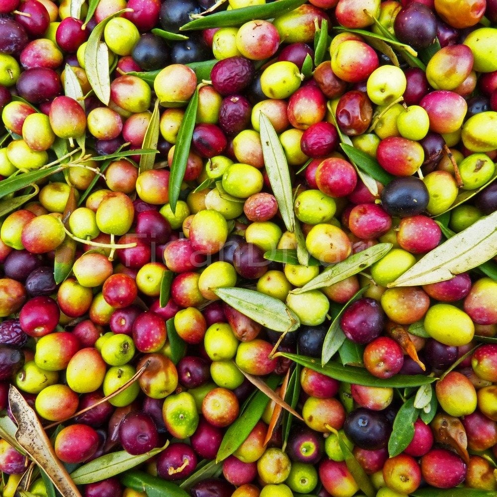 Arbequina (Bodur) Zeytin Fidanı  30-40cm, Saksılı