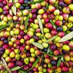 Arbequina (Bodur) Zeytin Fidanı  40-50cm, Saksılı