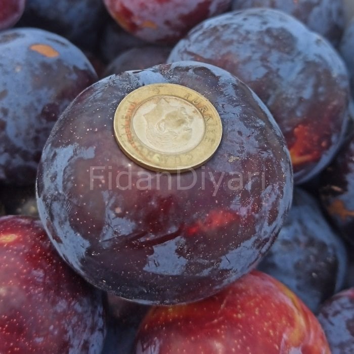 Siyah Erik fidanı 80-120 cm,Tüplü/Saksılı